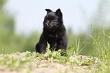 SCHIPPERKE 298